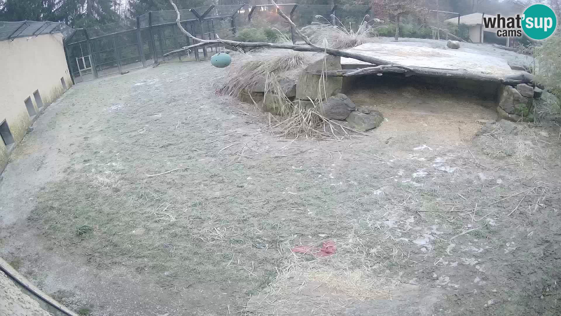 LION live Webcam in Ljubljana Zoo – Slovenia