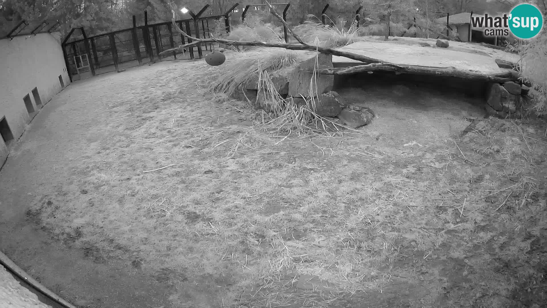 LION live Webcam in Ljubljana Zoo – Slovenia