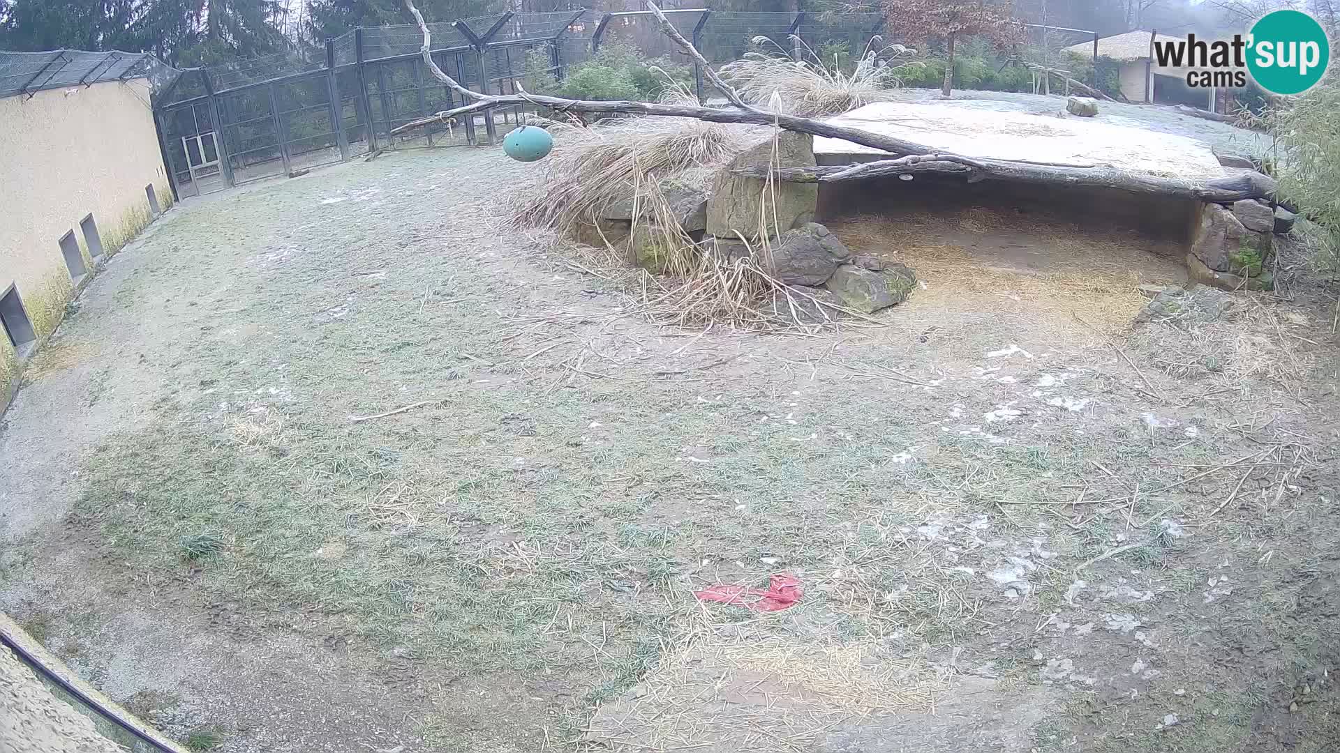 LION live Webcam in Ljubljana Zoo – Slovenia