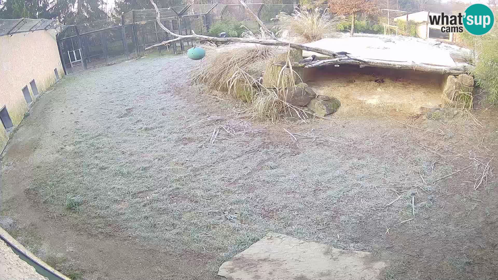 LEVI spletna kamera v živalskem vrtu Ljubljana Zoo