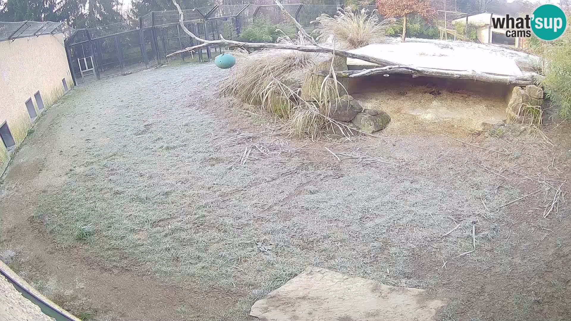 LEVI spletna kamera v živalskem vrtu Ljubljana Zoo