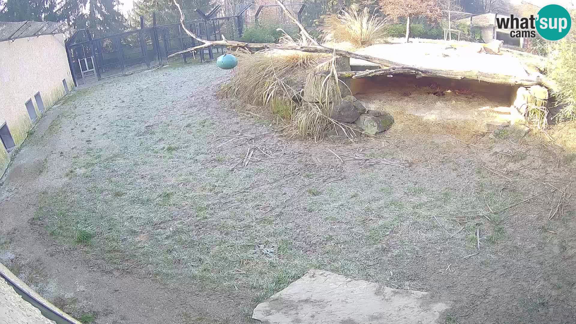 LEVI spletna kamera v živalskem vrtu Ljubljana Zoo