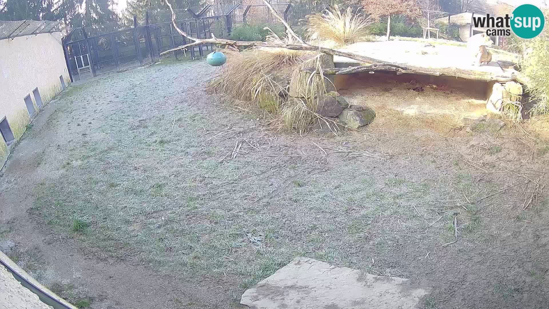 Löwe live Webcam im Zoo von Ljubljana – Slowenien