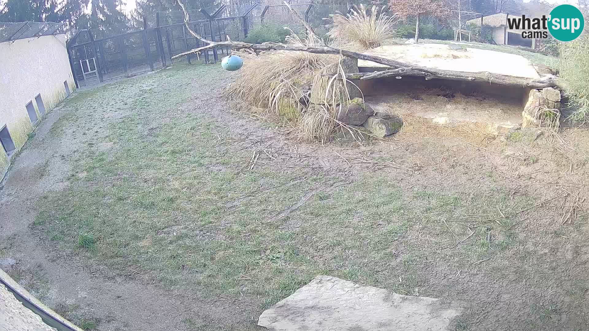 LEVI spletna kamera v živalskem vrtu Ljubljana Zoo