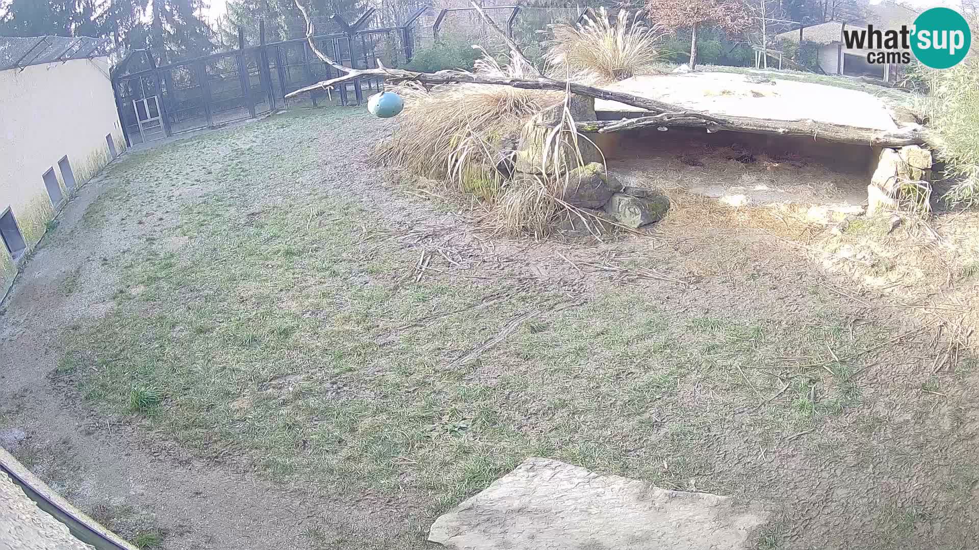 LEVI spletna kamera v živalskem vrtu Ljubljana Zoo