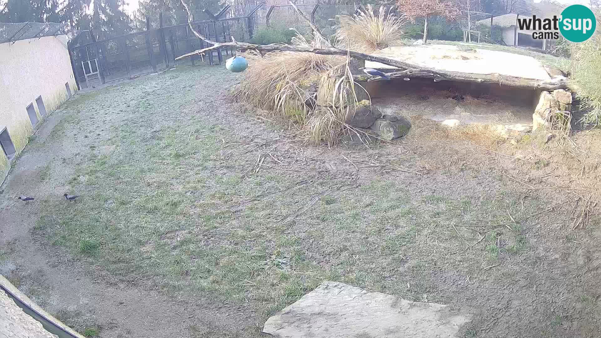 LEON Webcam en vivo en Ljubljana Zoo – Eslovenia