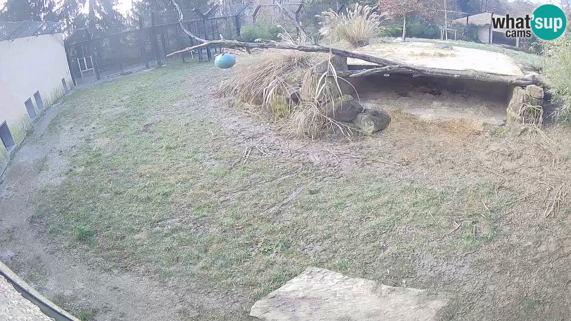 LEONE live Webcam nello zoo di Lubiana – Slovenia