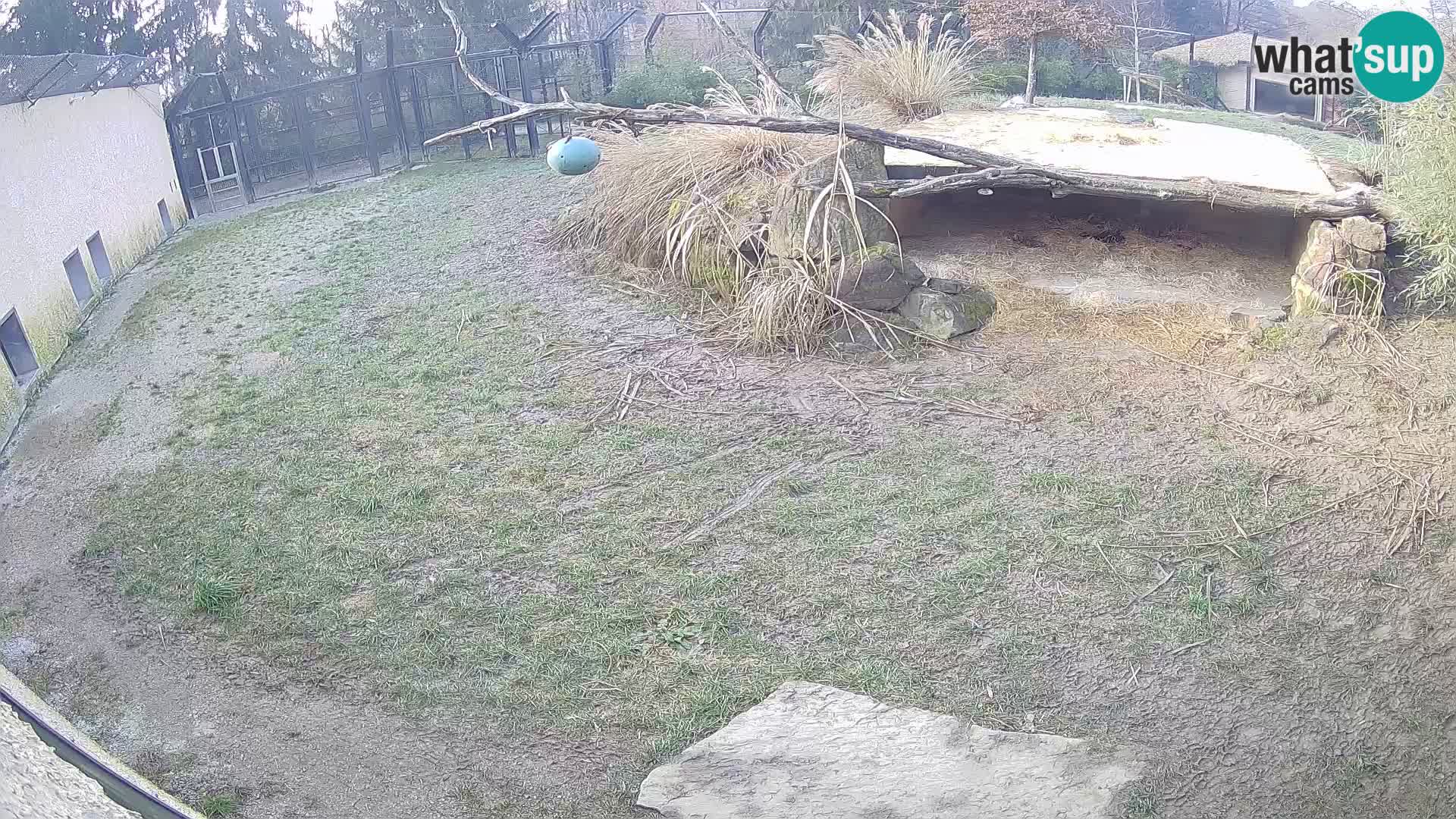 LEONE live Webcam nello zoo di Lubiana – Slovenia