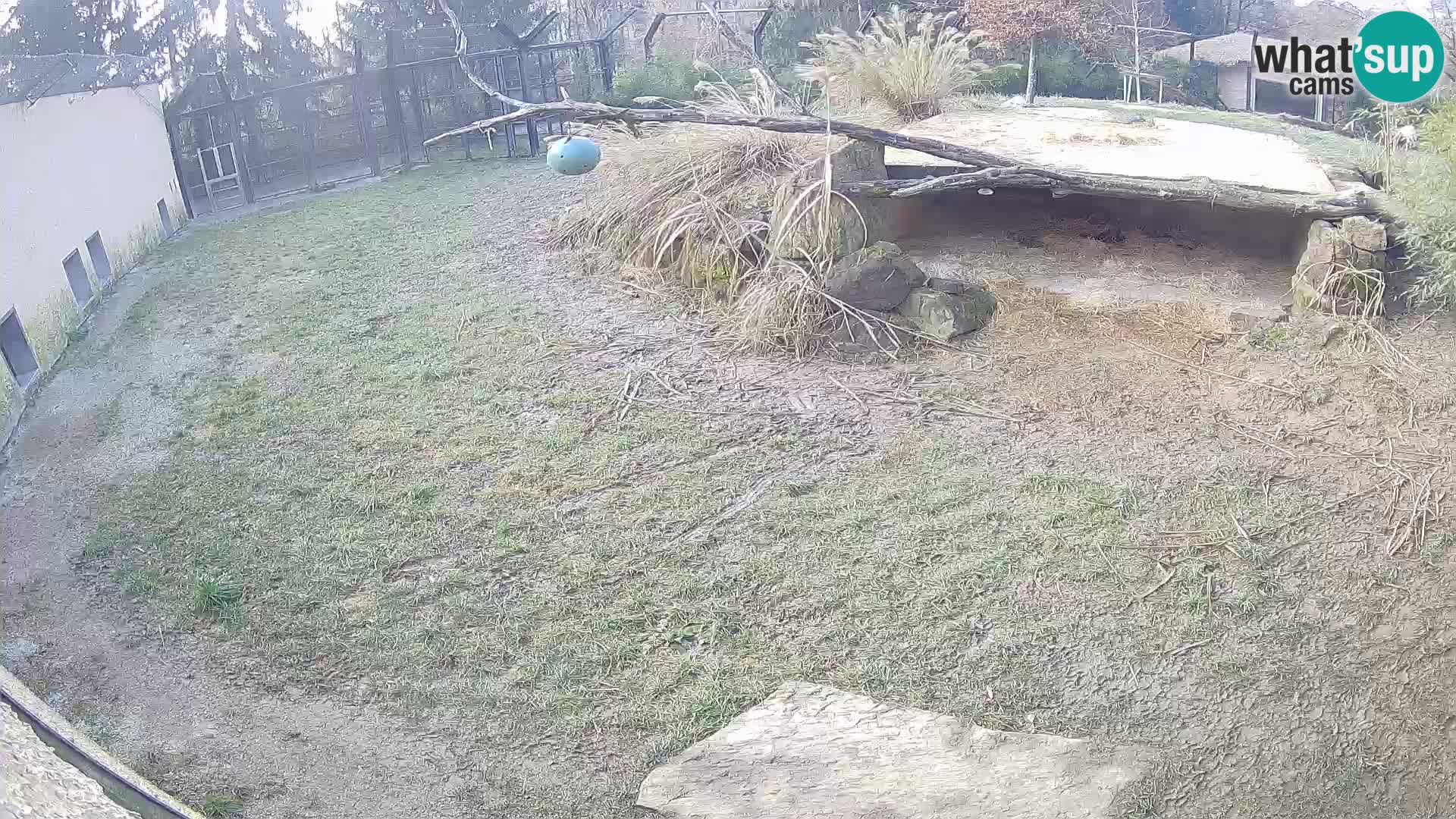 LEVI spletna kamera v živalskem vrtu Ljubljana Zoo