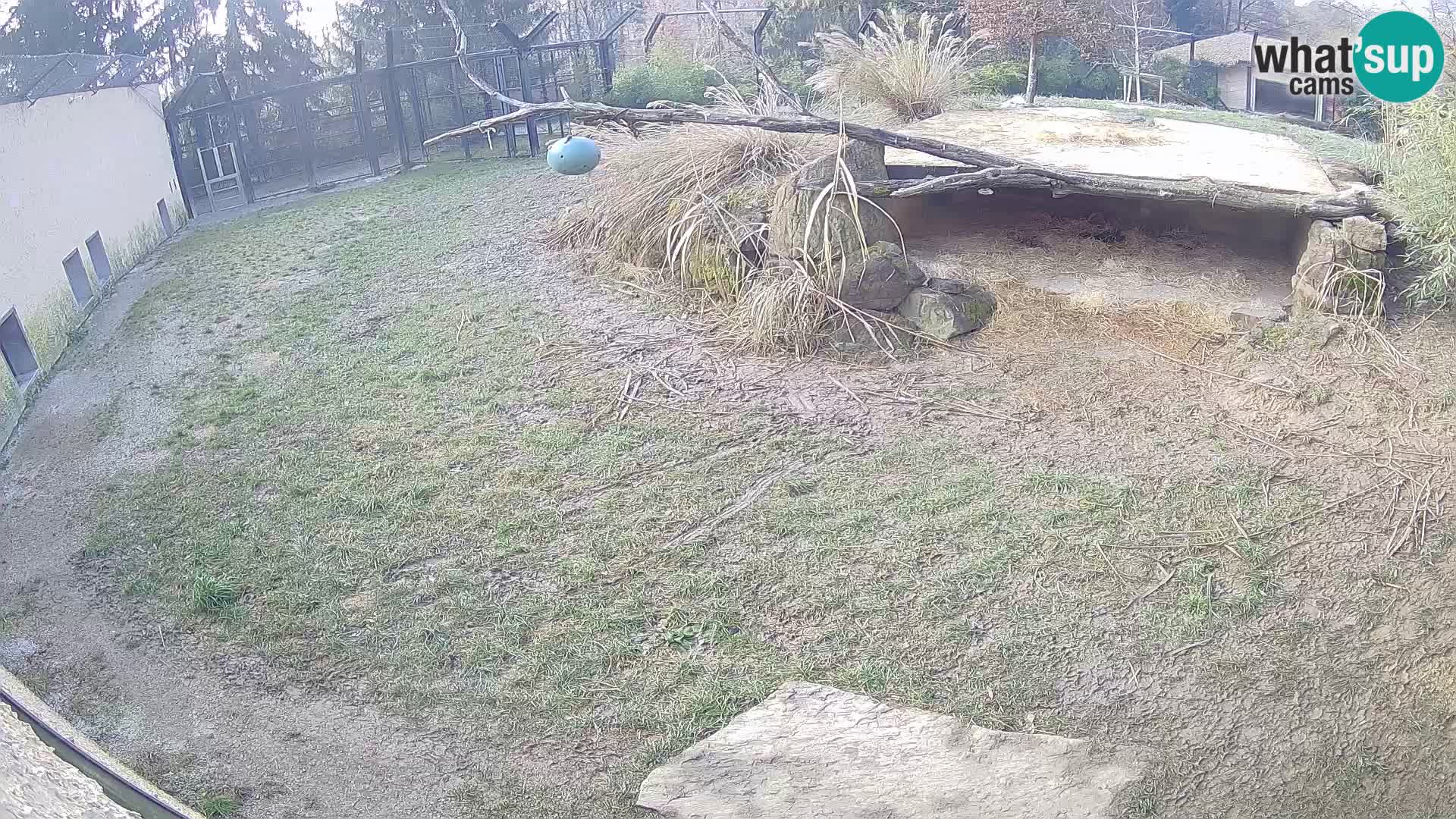 Löwe live Webcam im Zoo von Ljubljana – Slowenien