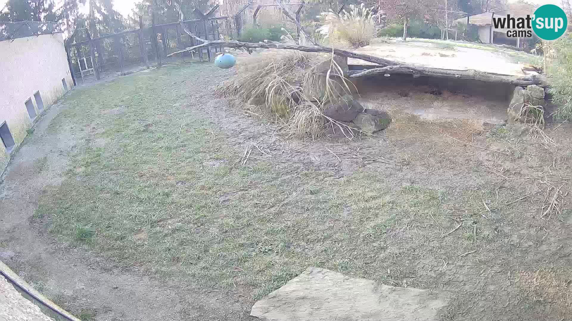 LEONE live Webcam nello zoo di Lubiana – Slovenia