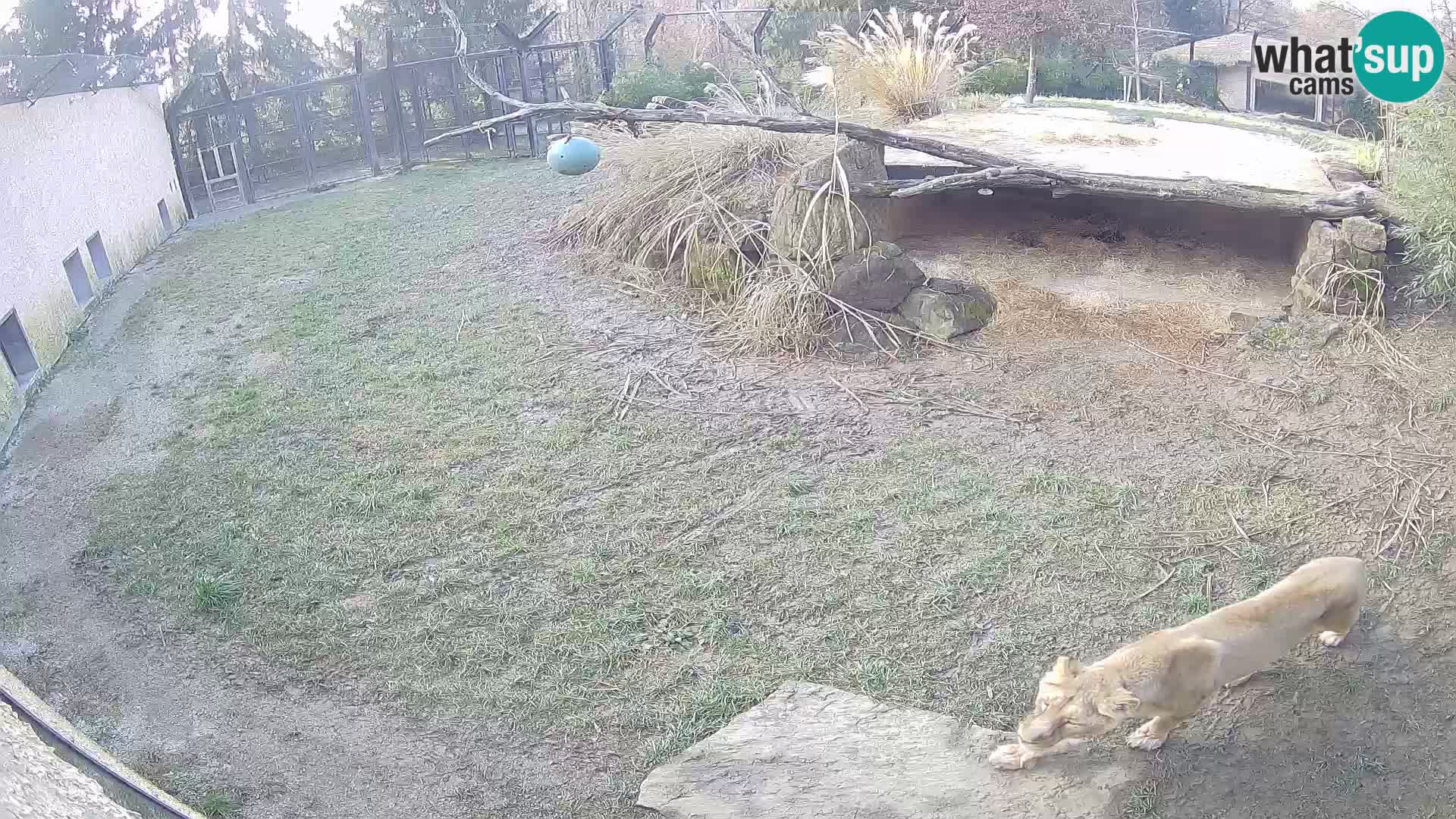 Löwe live Webcam im Zoo von Ljubljana – Slowenien