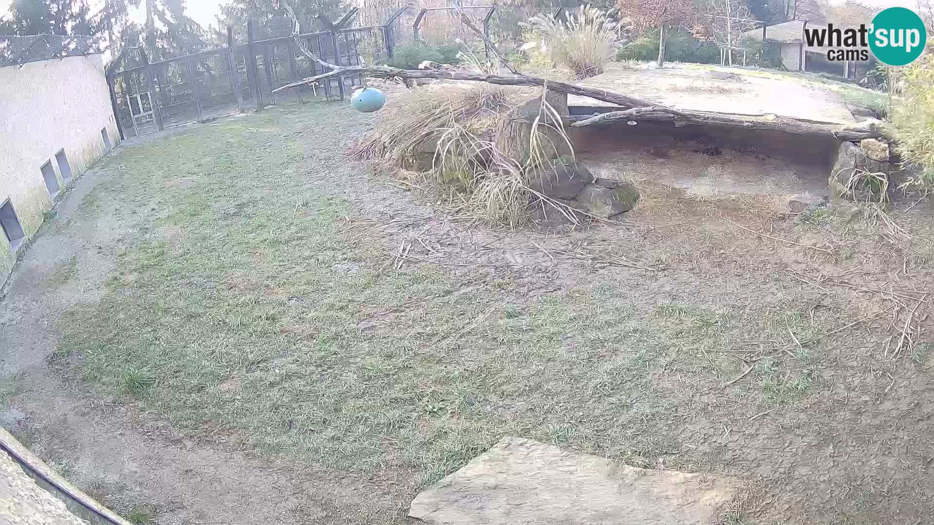 LEONE live Webcam nello zoo di Lubiana – Slovenia