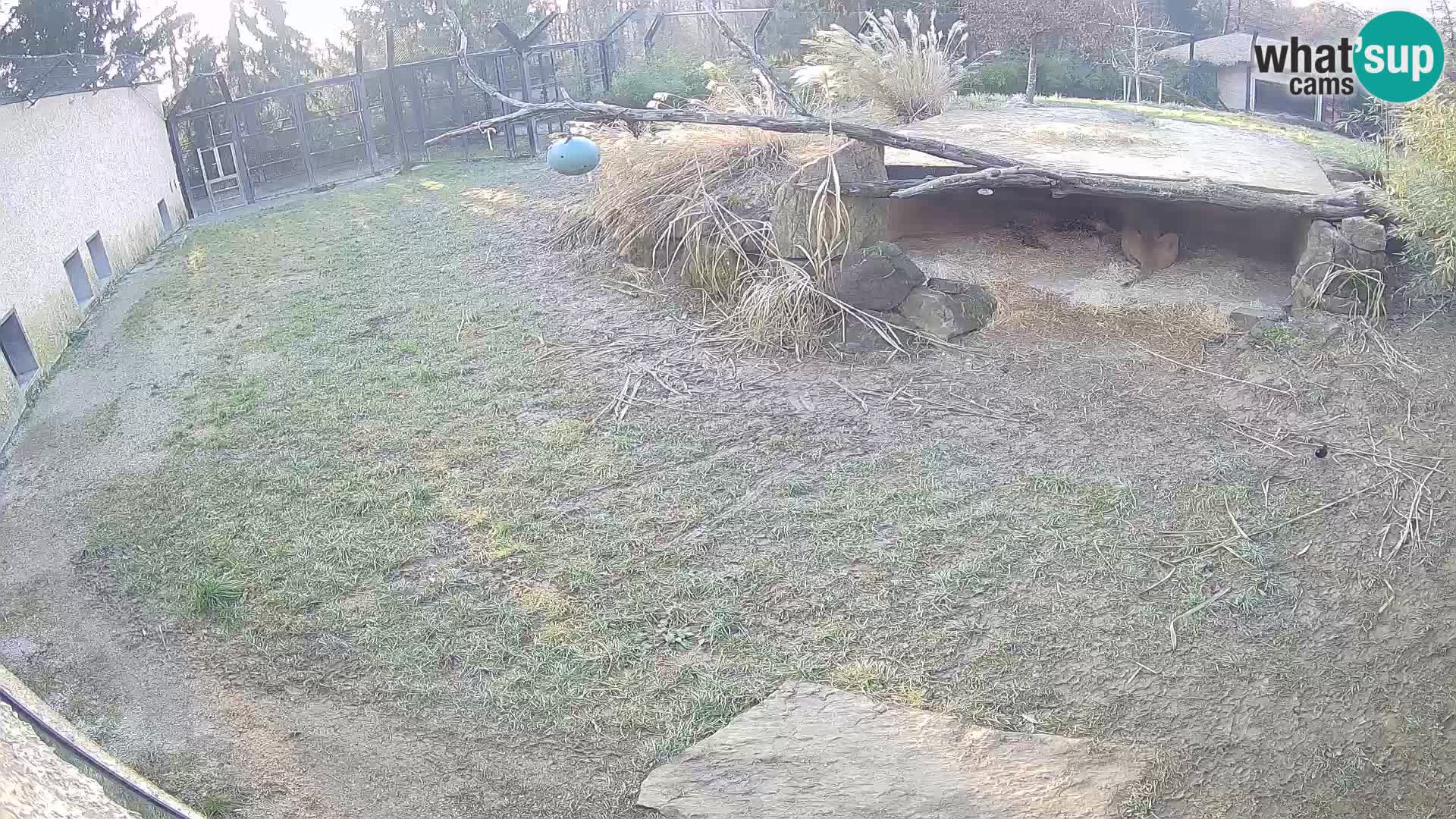 LEONE live Webcam nello zoo di Lubiana – Slovenia