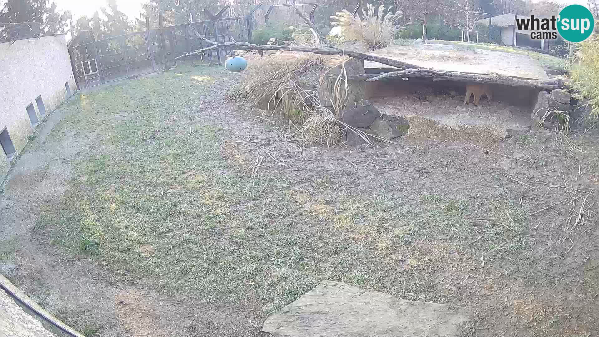 LEONE live Webcam nello zoo di Lubiana – Slovenia