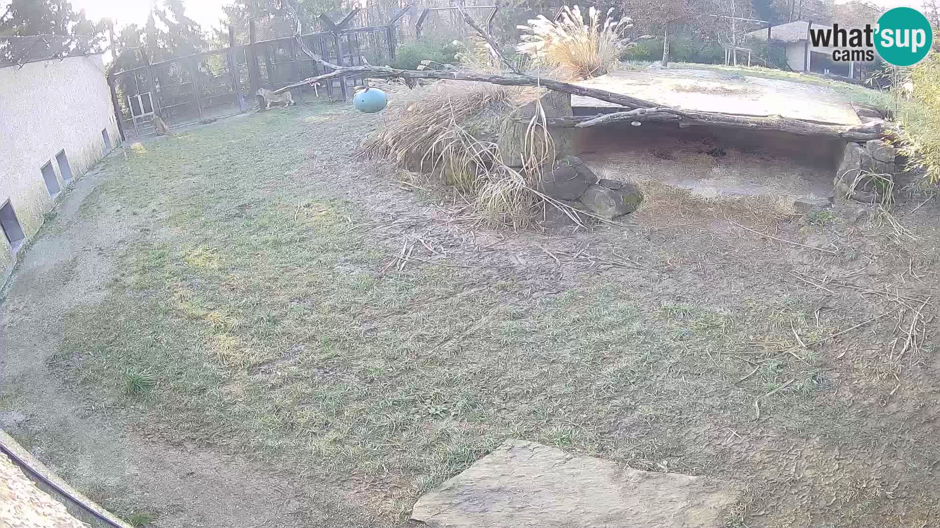 LEONE live Webcam nello zoo di Lubiana – Slovenia