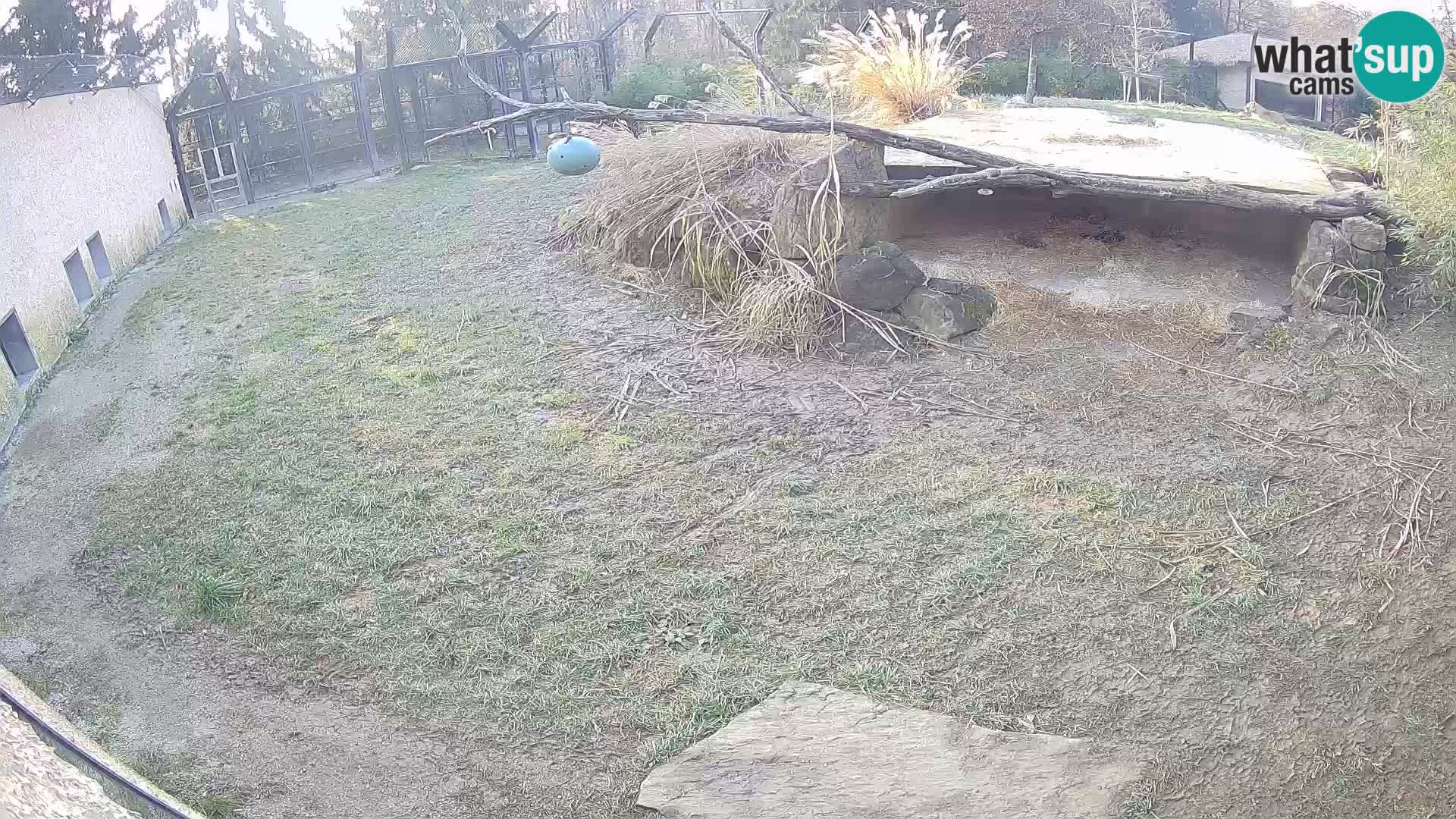 LEONE live Webcam nello zoo di Lubiana – Slovenia