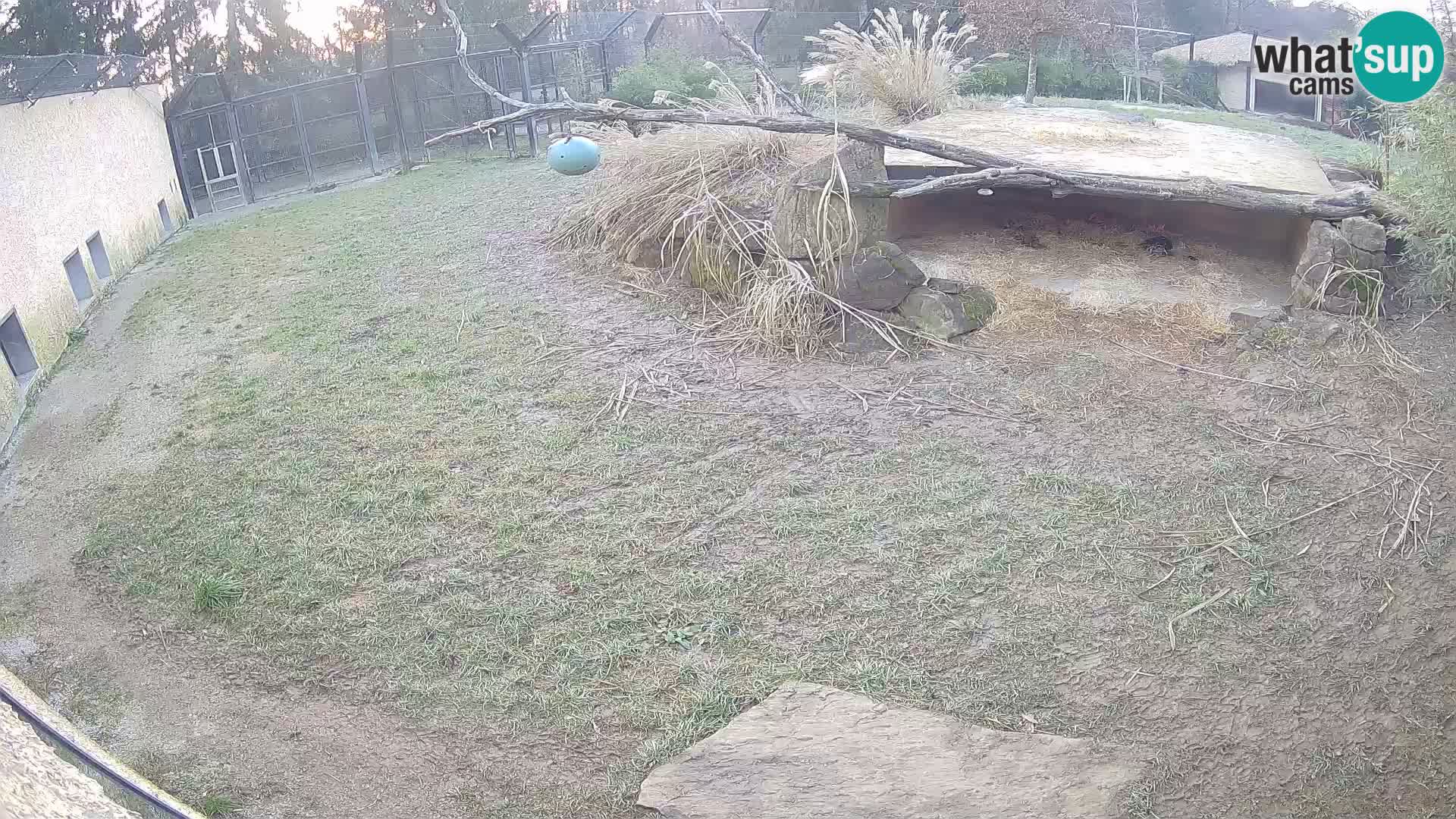 LEONE live Webcam nello zoo di Lubiana – Slovenia