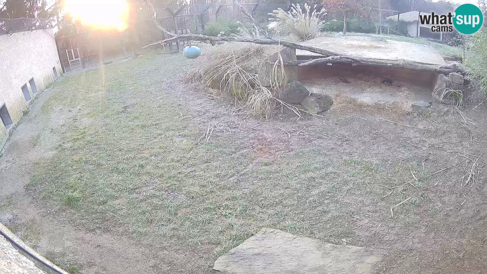 Löwe live Webcam im Zoo von Ljubljana – Slowenien