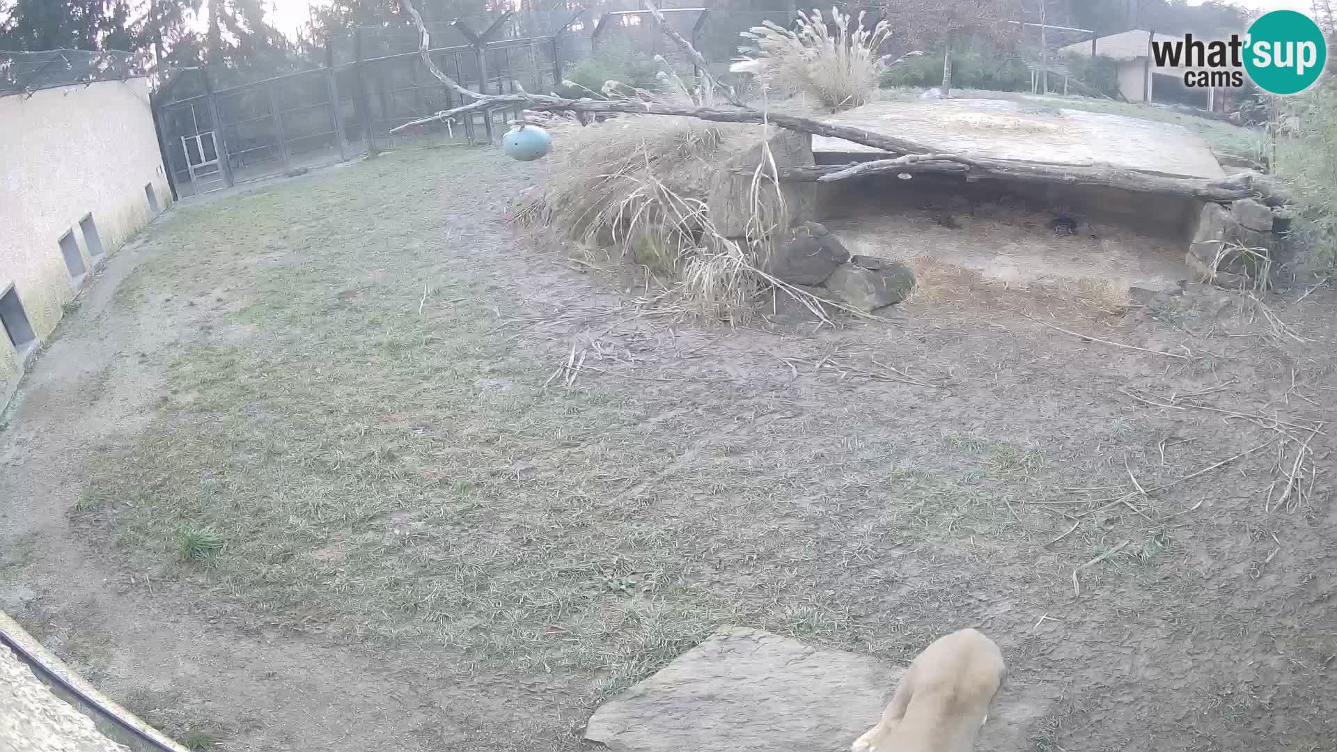 LEONE live Webcam nello zoo di Lubiana – Slovenia