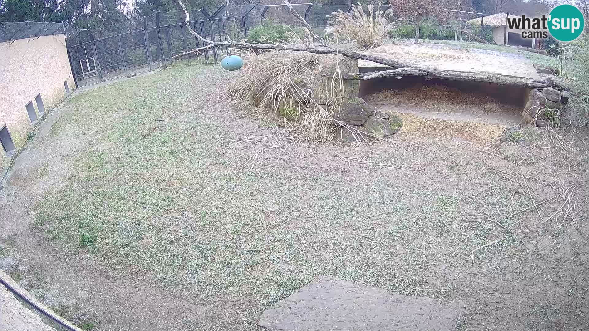 Löwe live Webcam im Zoo von Ljubljana – Slowenien