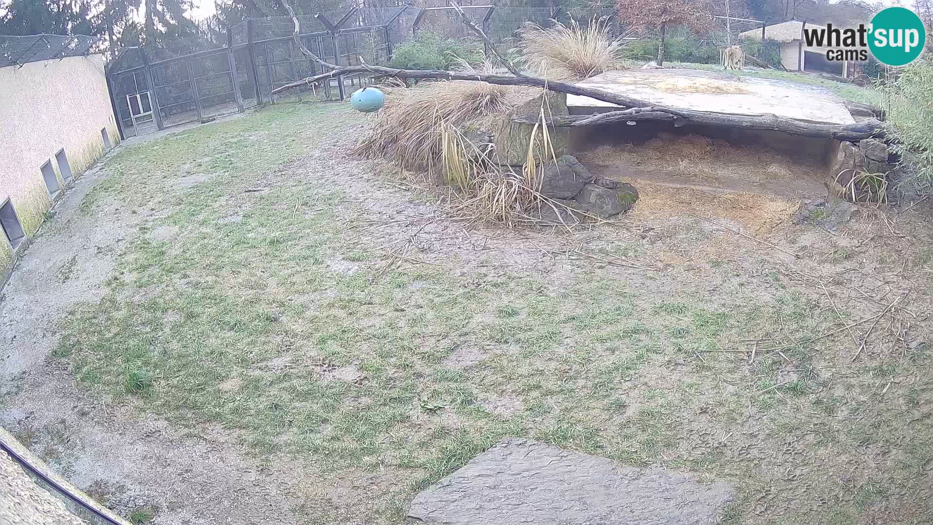 Löwe live Webcam im Zoo von Ljubljana – Slowenien