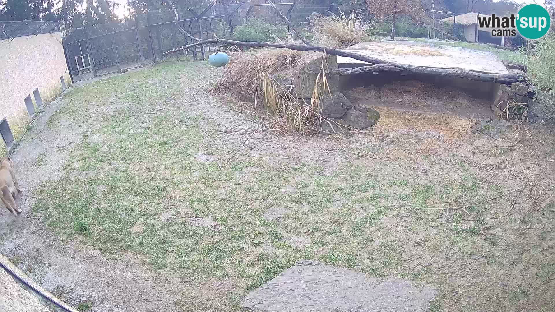 Löwe live Webcam im Zoo von Ljubljana – Slowenien