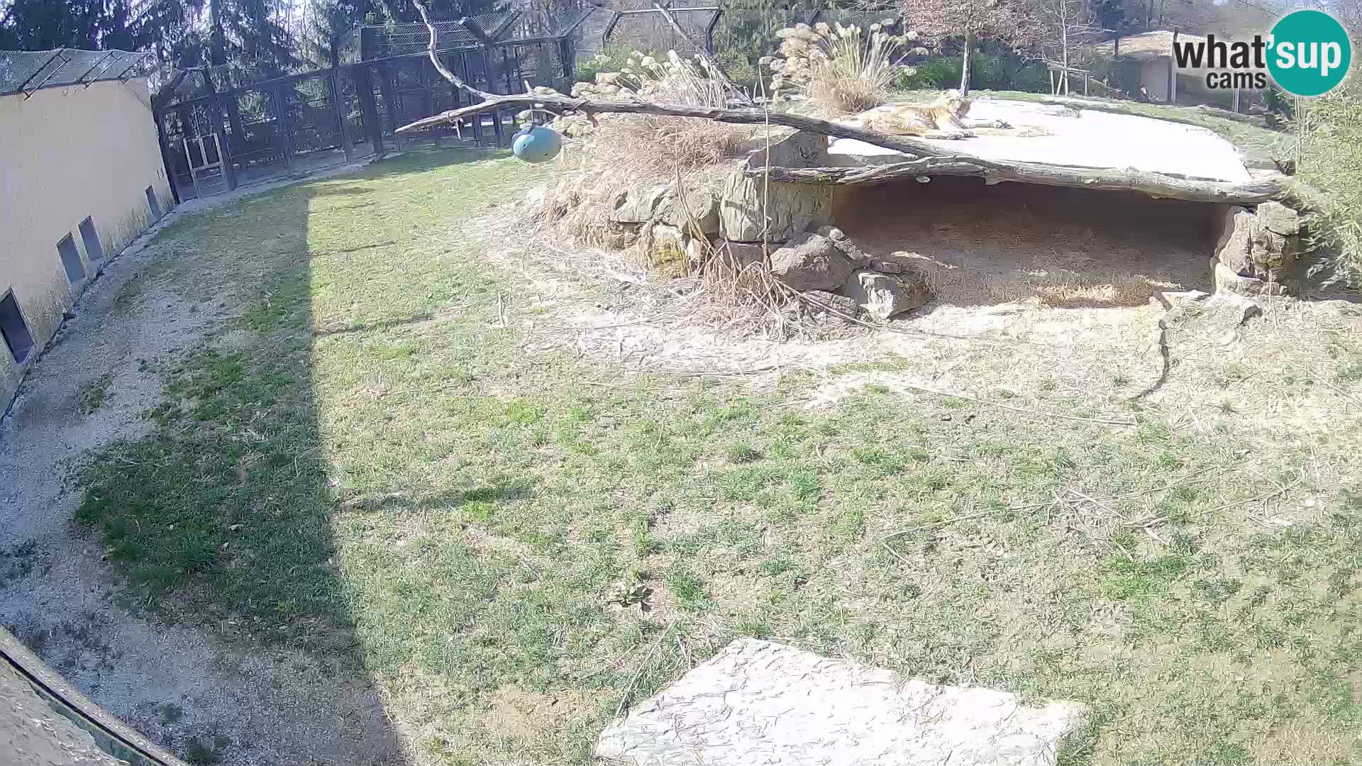 LEONE live Webcam nello zoo di Lubiana – Slovenia