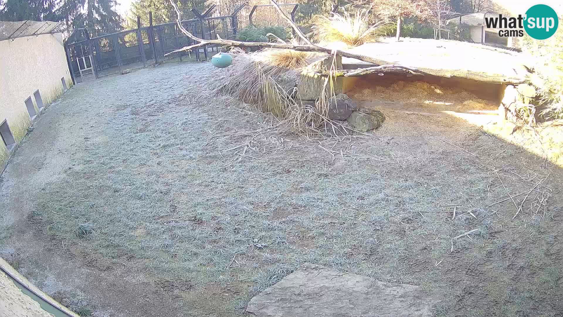 LEONE live Webcam nello zoo di Lubiana – Slovenia