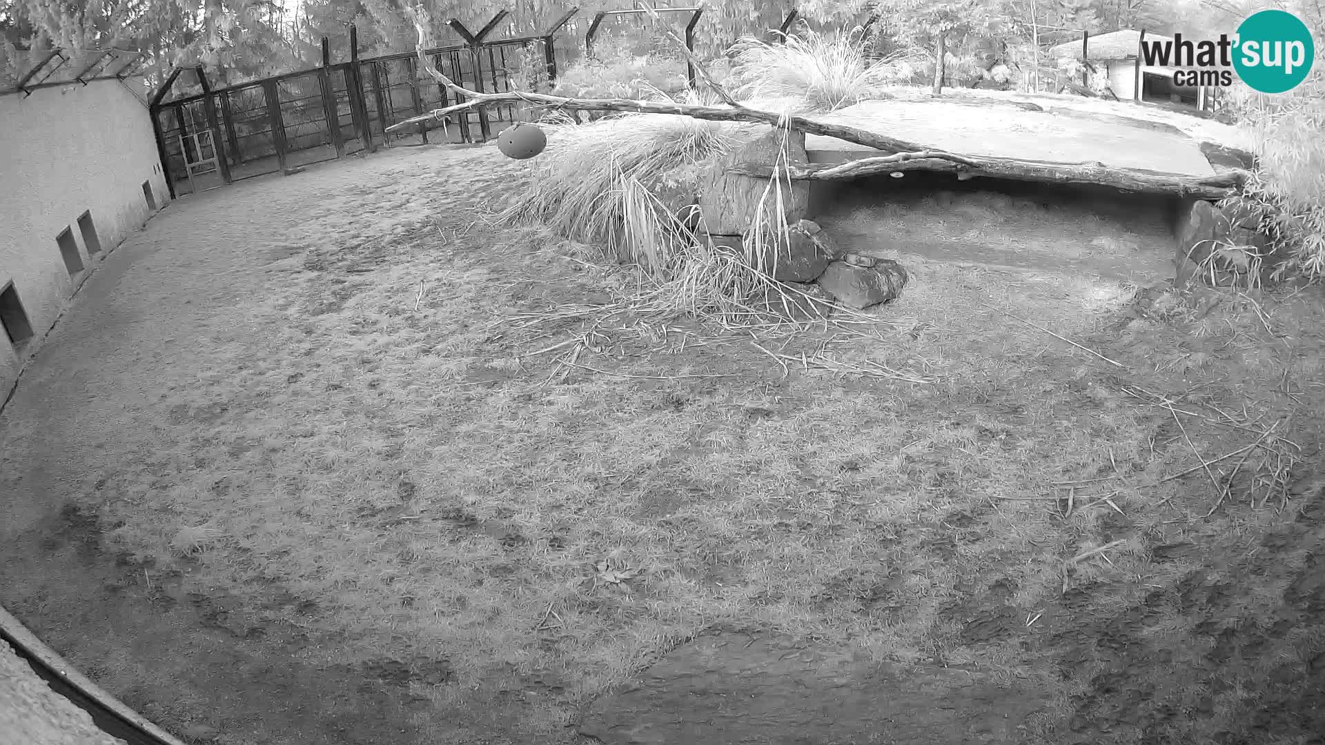 Löwe live Webcam im Zoo von Ljubljana – Slowenien