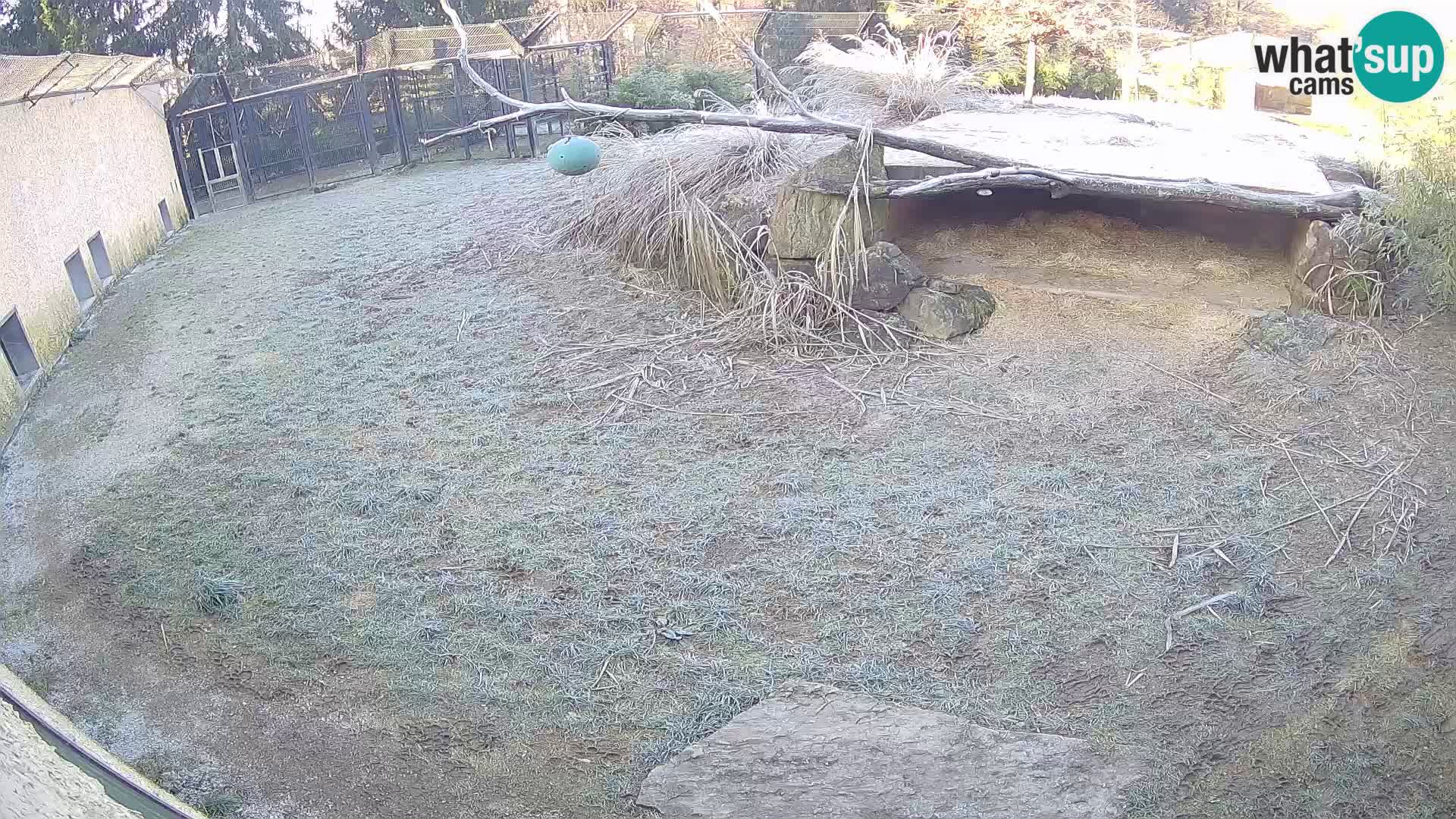 LEONE live Webcam nello zoo di Lubiana – Slovenia