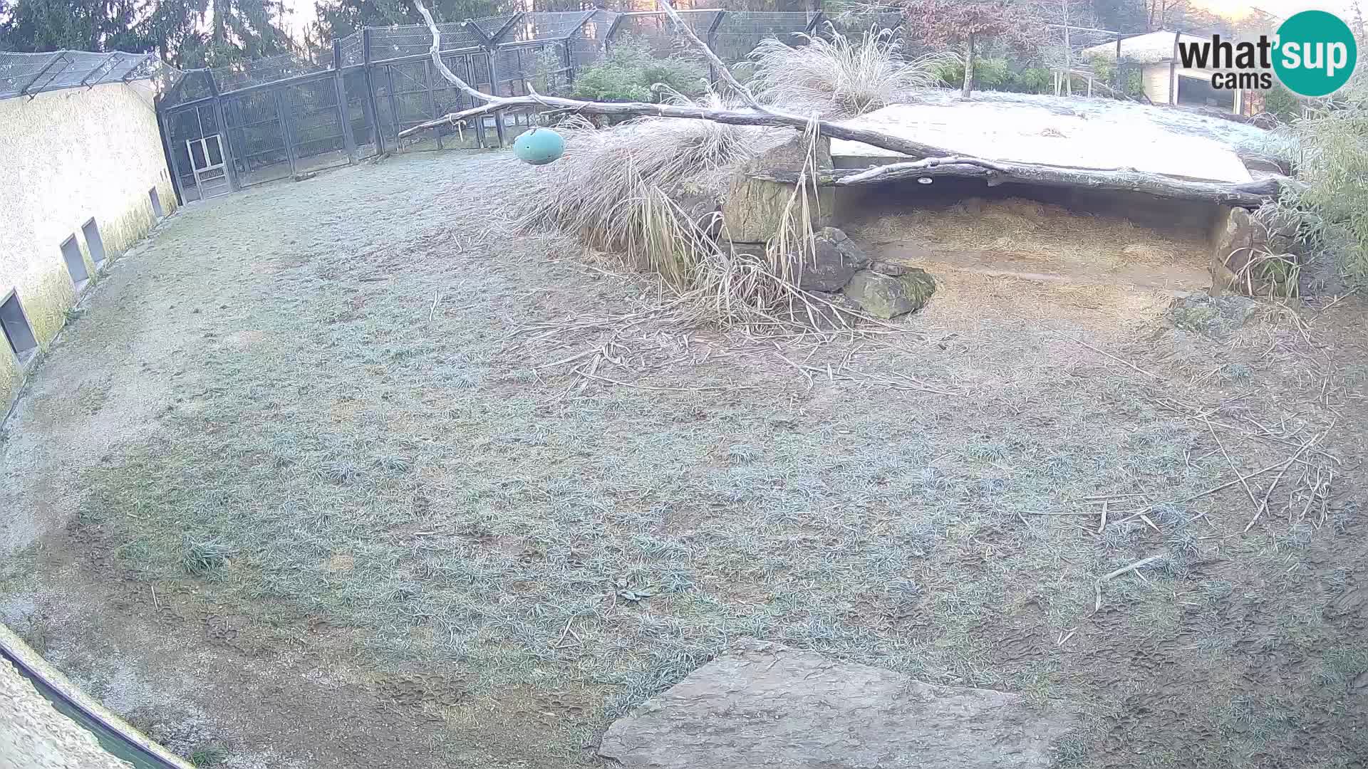 LION webcam en direct du zoo de Ljubljana – Slovénie