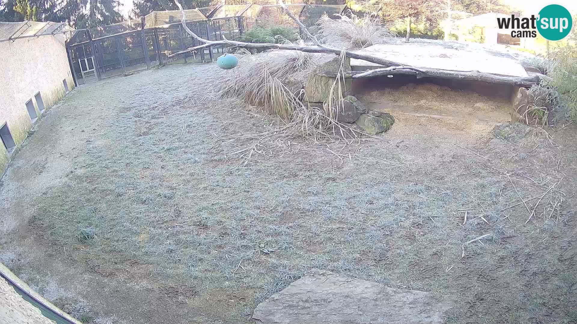 LEVI spletna kamera v živalskem vrtu Ljubljana Zoo