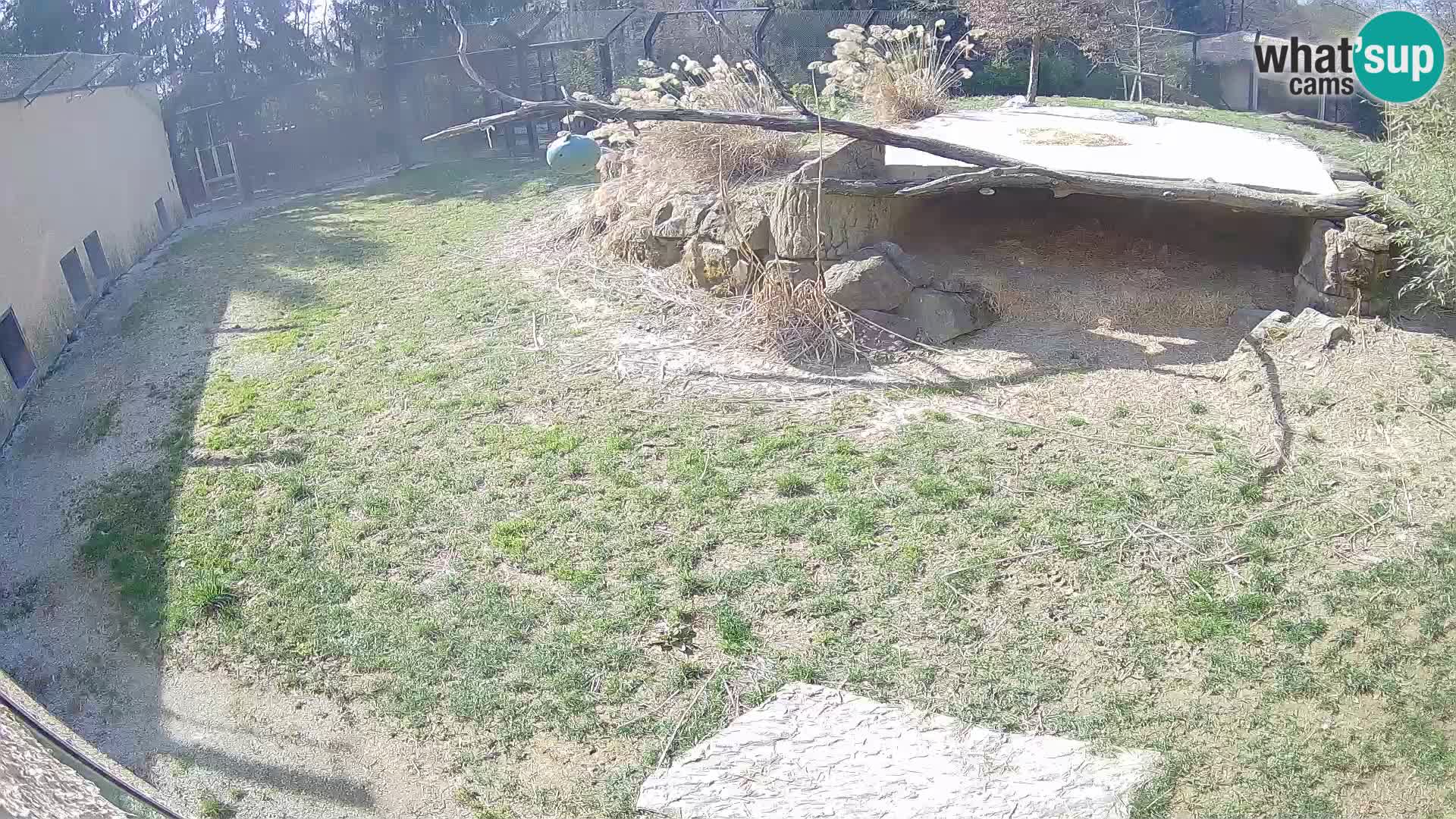 LEONE live Webcam nello zoo di Lubiana – Slovenia