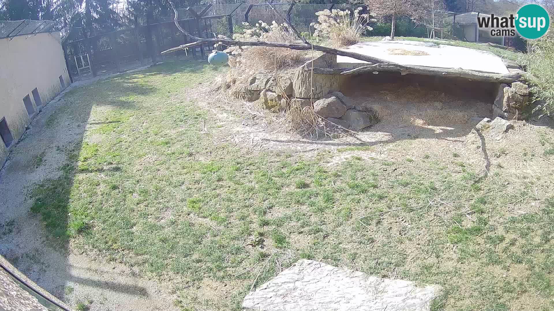 LION webcam en direct du zoo de Ljubljana – Slovénie