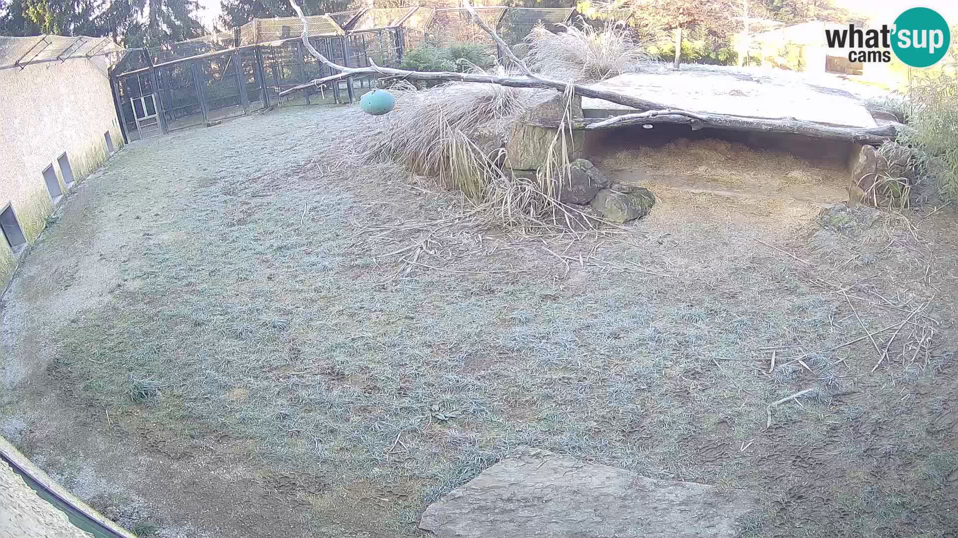 Löwe live Webcam im Zoo von Ljubljana – Slowenien