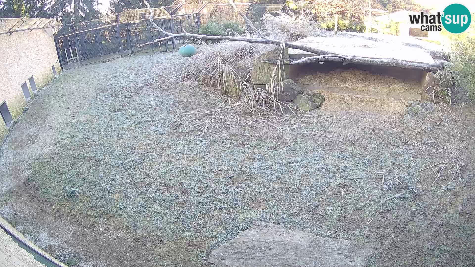 LION webcam en direct du zoo de Ljubljana – Slovénie