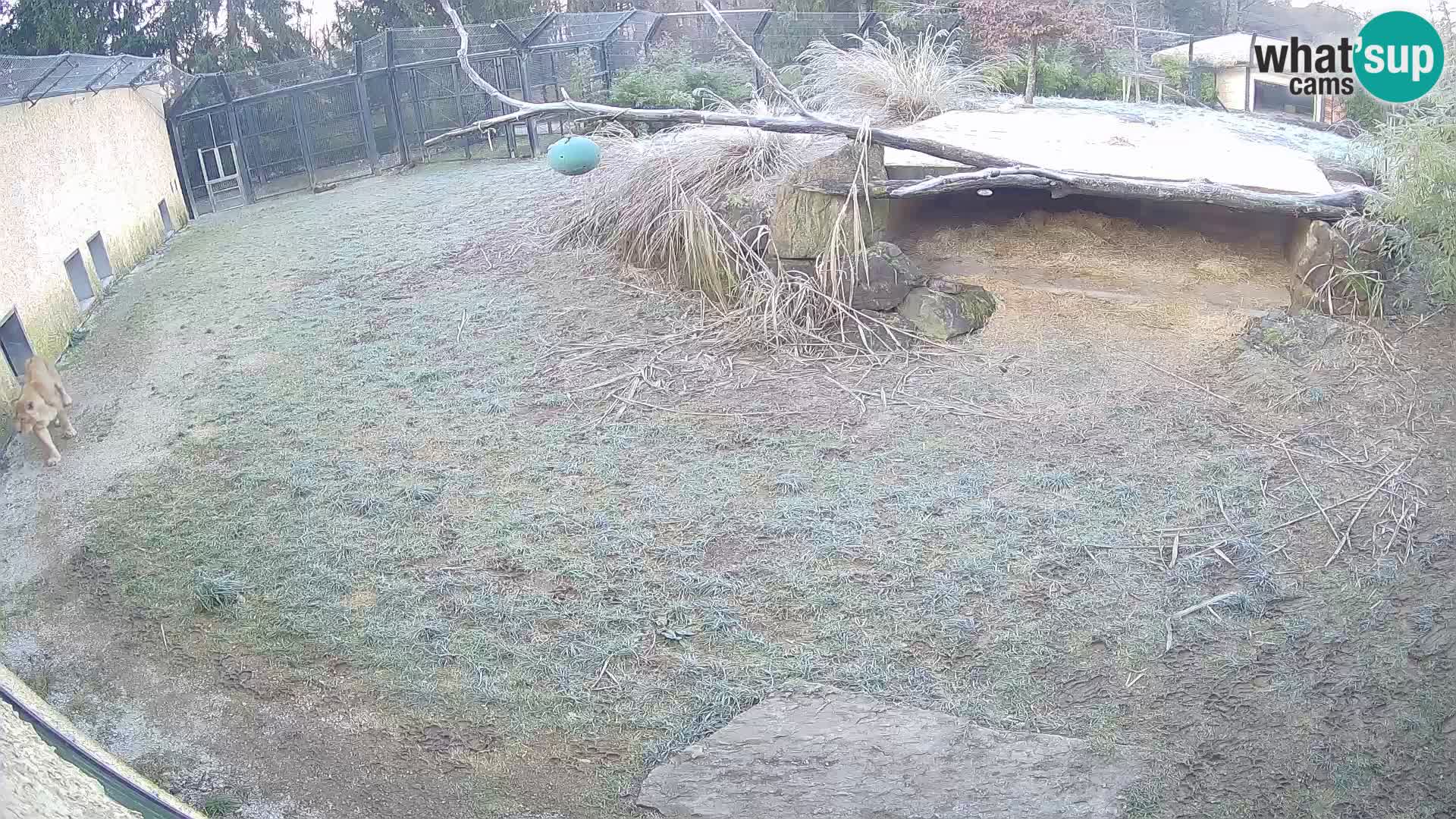 LEONE live Webcam nello zoo di Lubiana – Slovenia