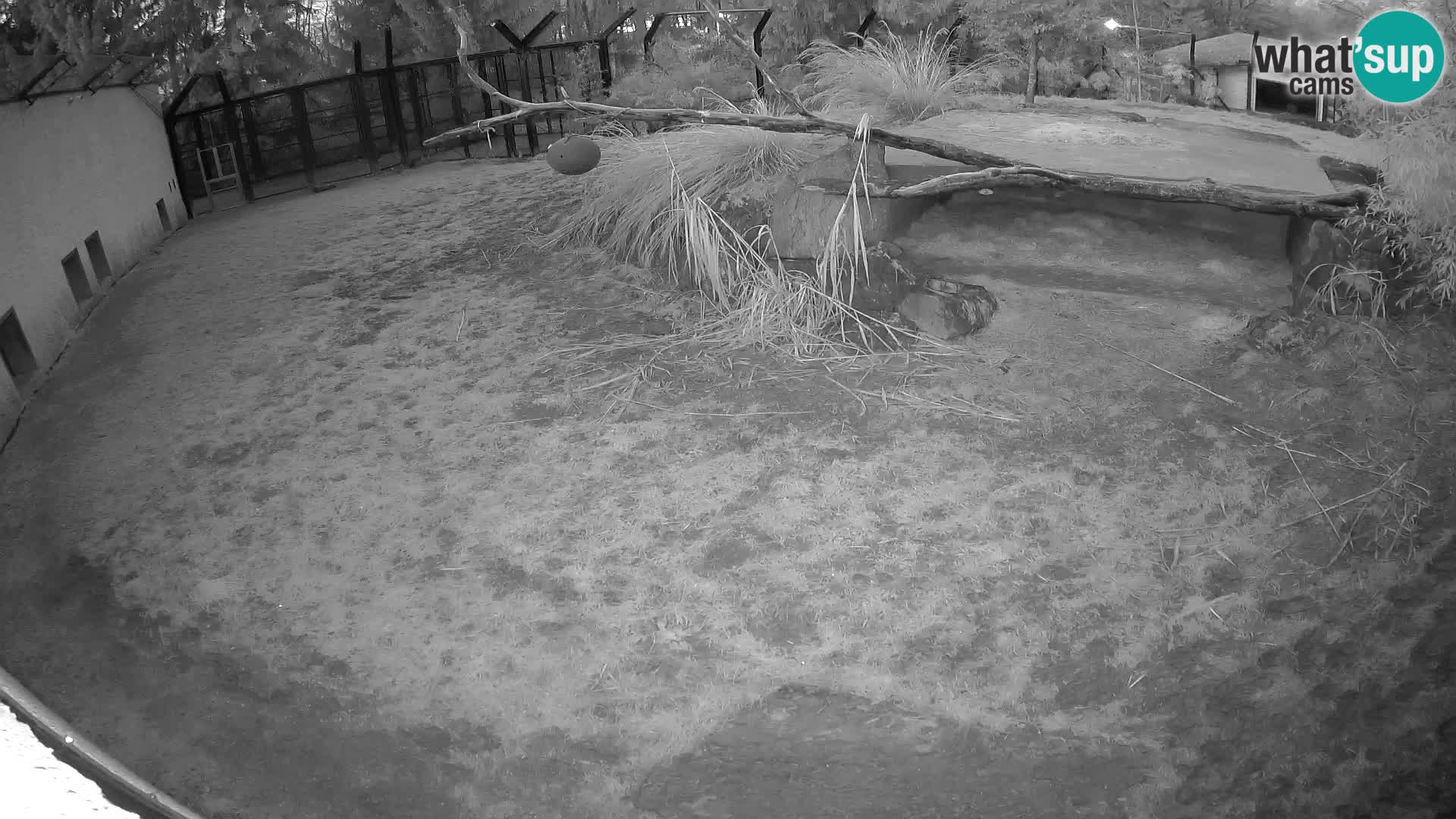 LEONE live Webcam nello zoo di Lubiana – Slovenia