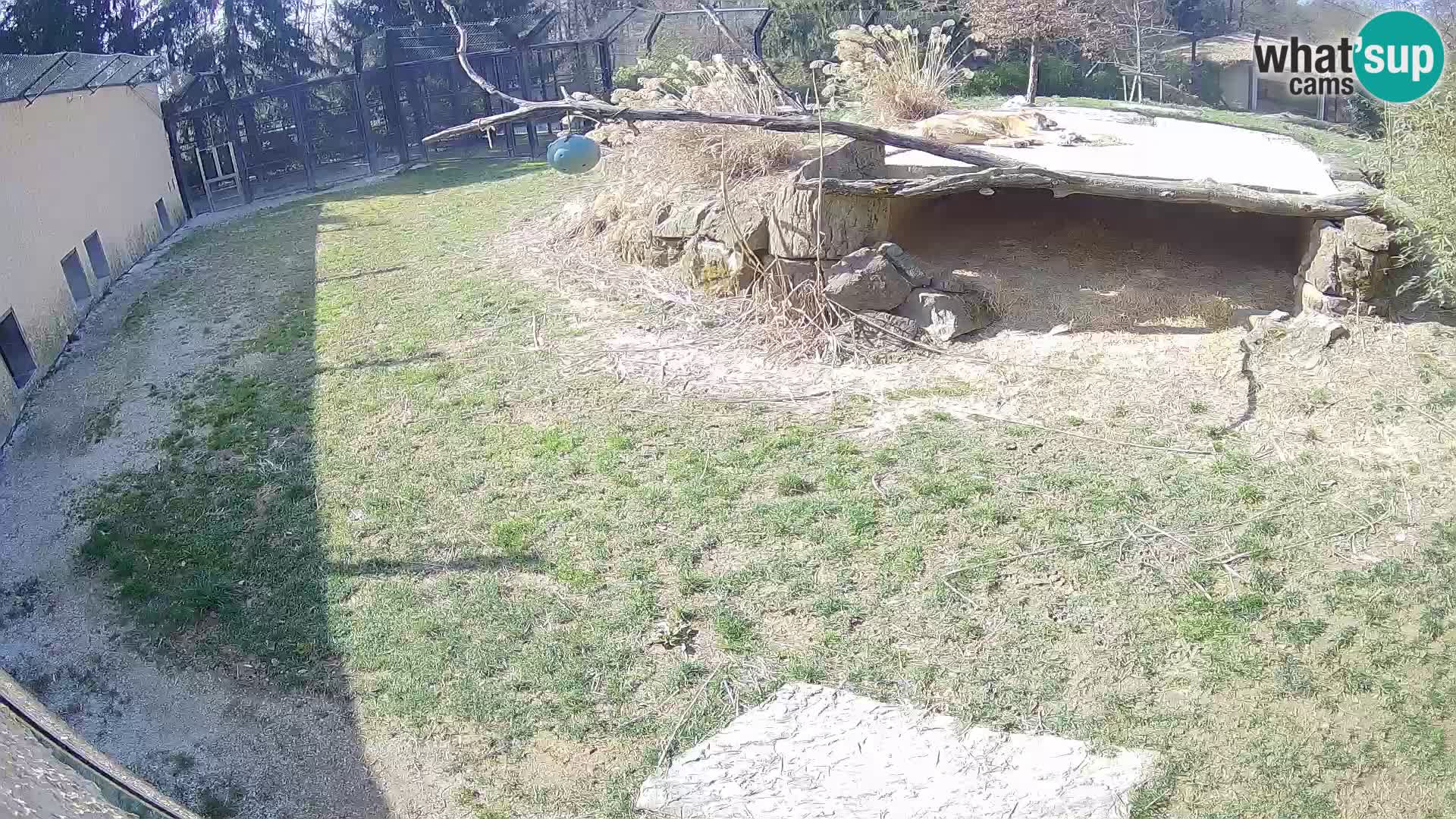 LION live Webcam in Ljubljana Zoo – Slovenia