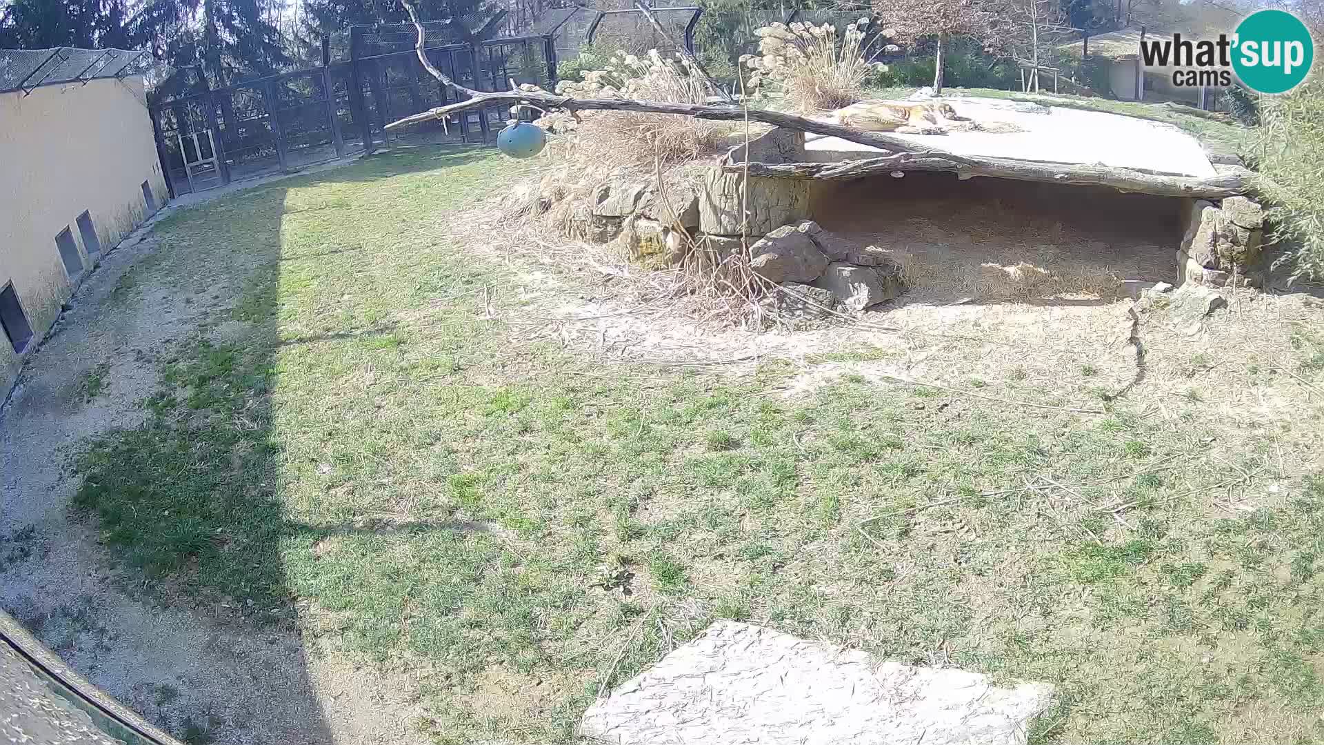 LION webcam en direct du zoo de Ljubljana – Slovénie