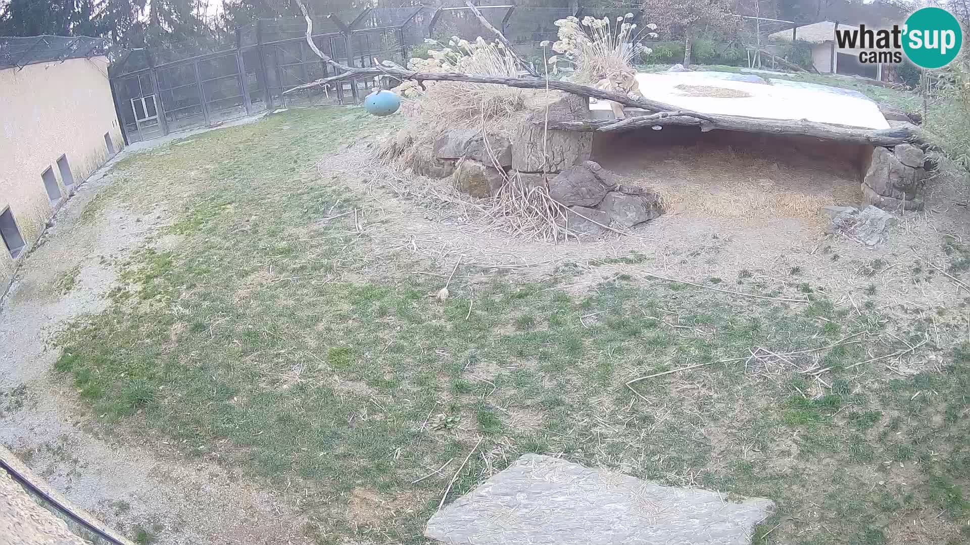 LION webcam en direct du zoo de Ljubljana – Slovénie