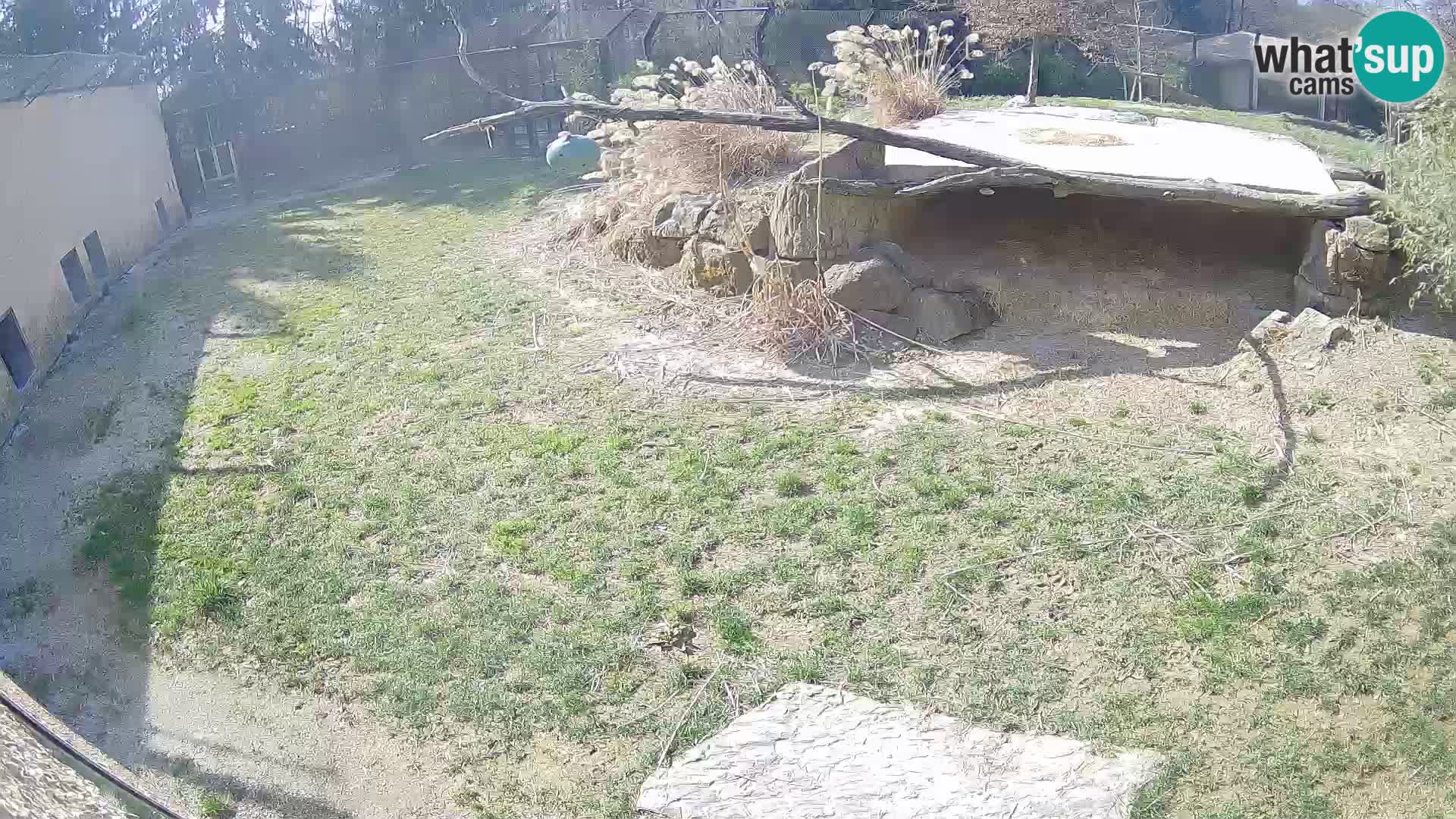 LEONE live Webcam nello zoo di Lubiana – Slovenia