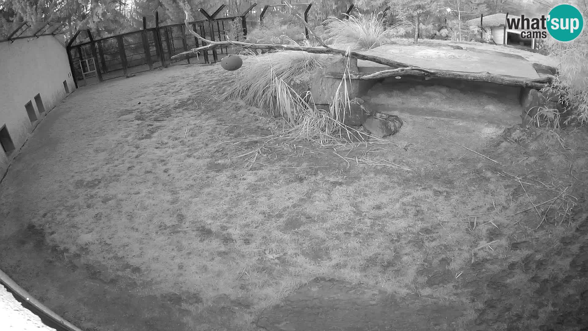 LION webcam en direct du zoo de Ljubljana – Slovénie