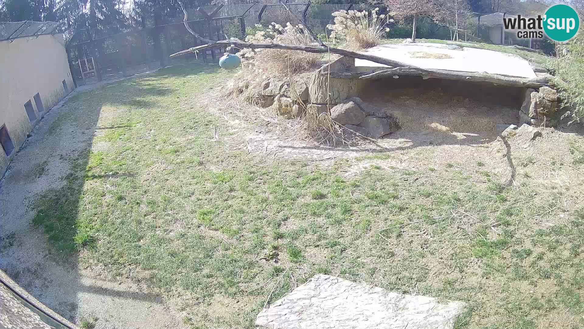 LEONE live Webcam nello zoo di Lubiana – Slovenia