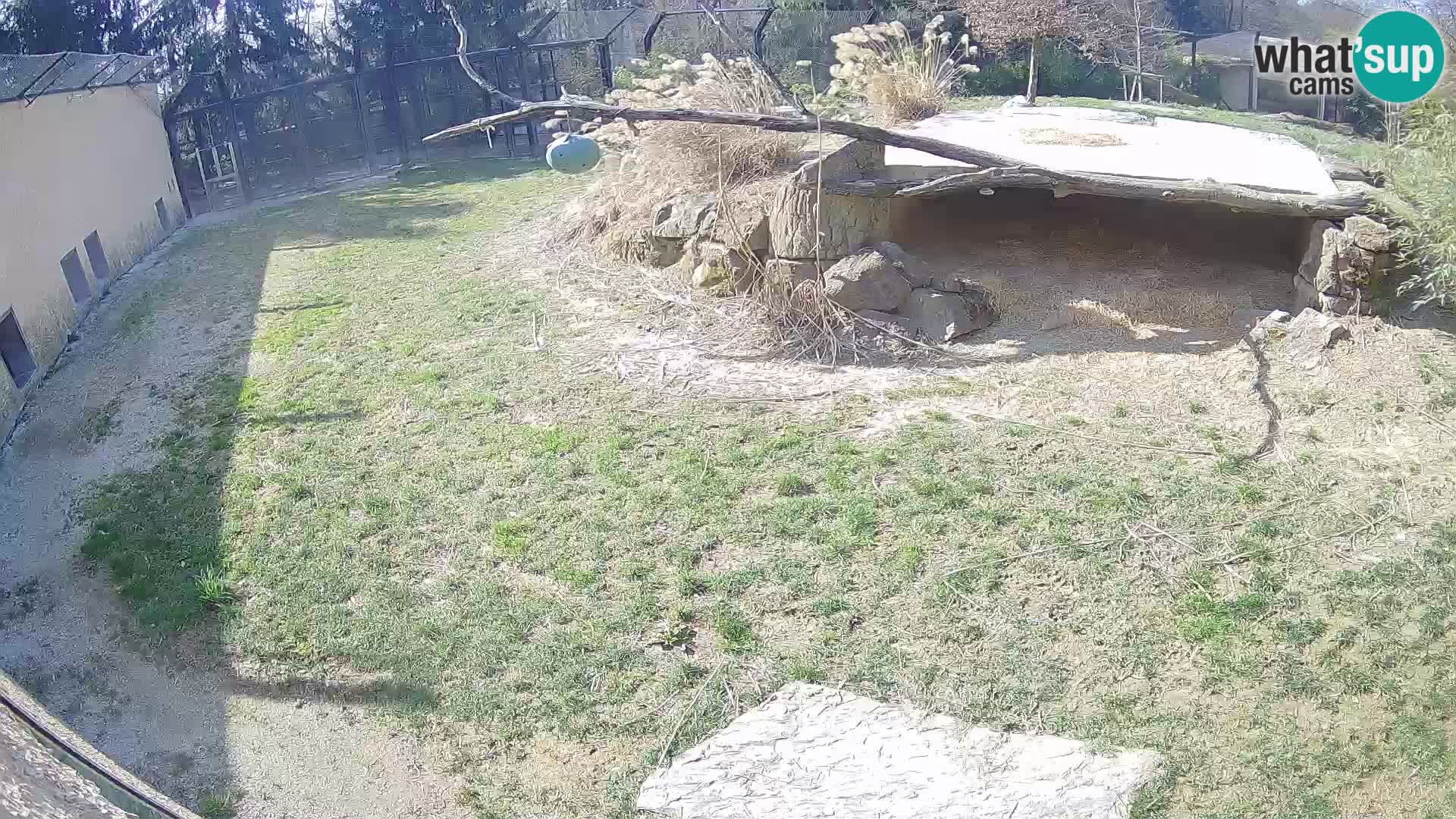 LEONE live Webcam nello zoo di Lubiana – Slovenia