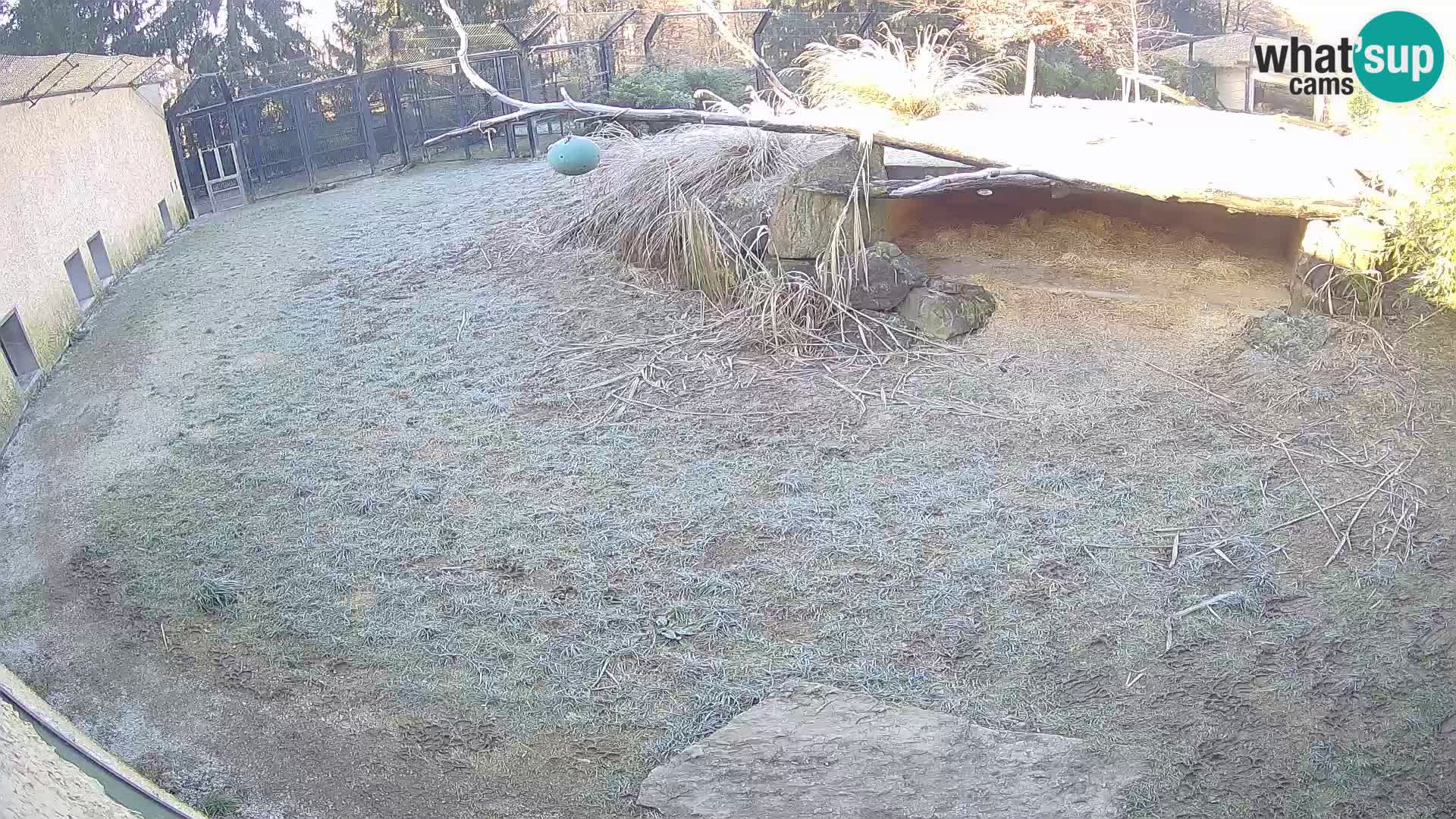 LEONE live Webcam nello zoo di Lubiana – Slovenia