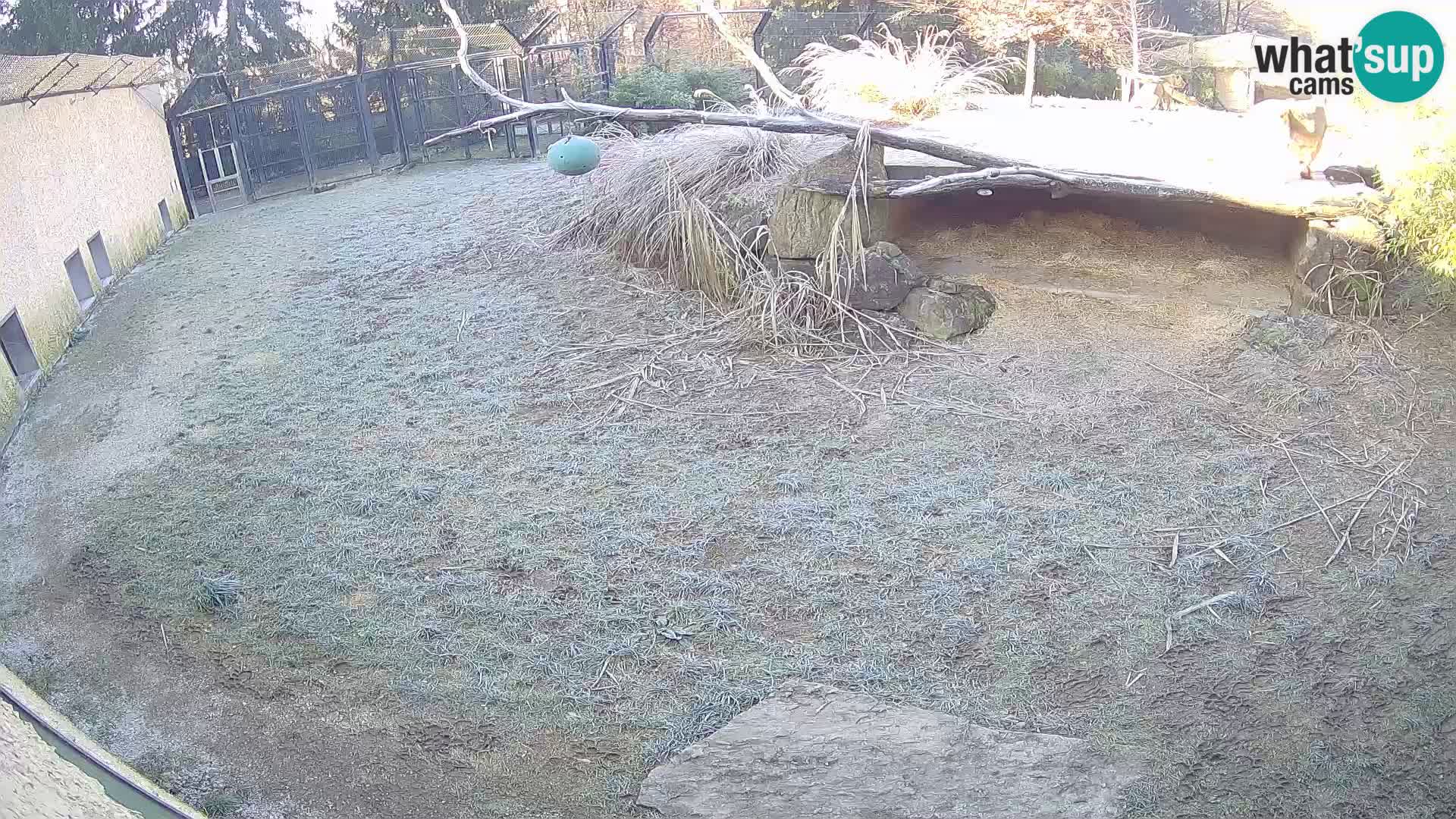 LEONE live Webcam nello zoo di Lubiana – Slovenia