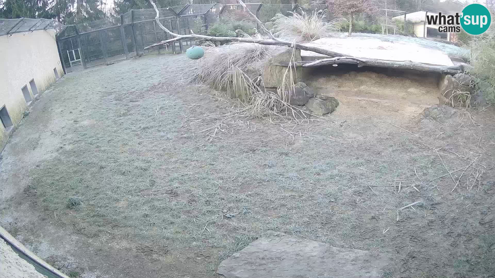 LION webcam en direct du zoo de Ljubljana – Slovénie