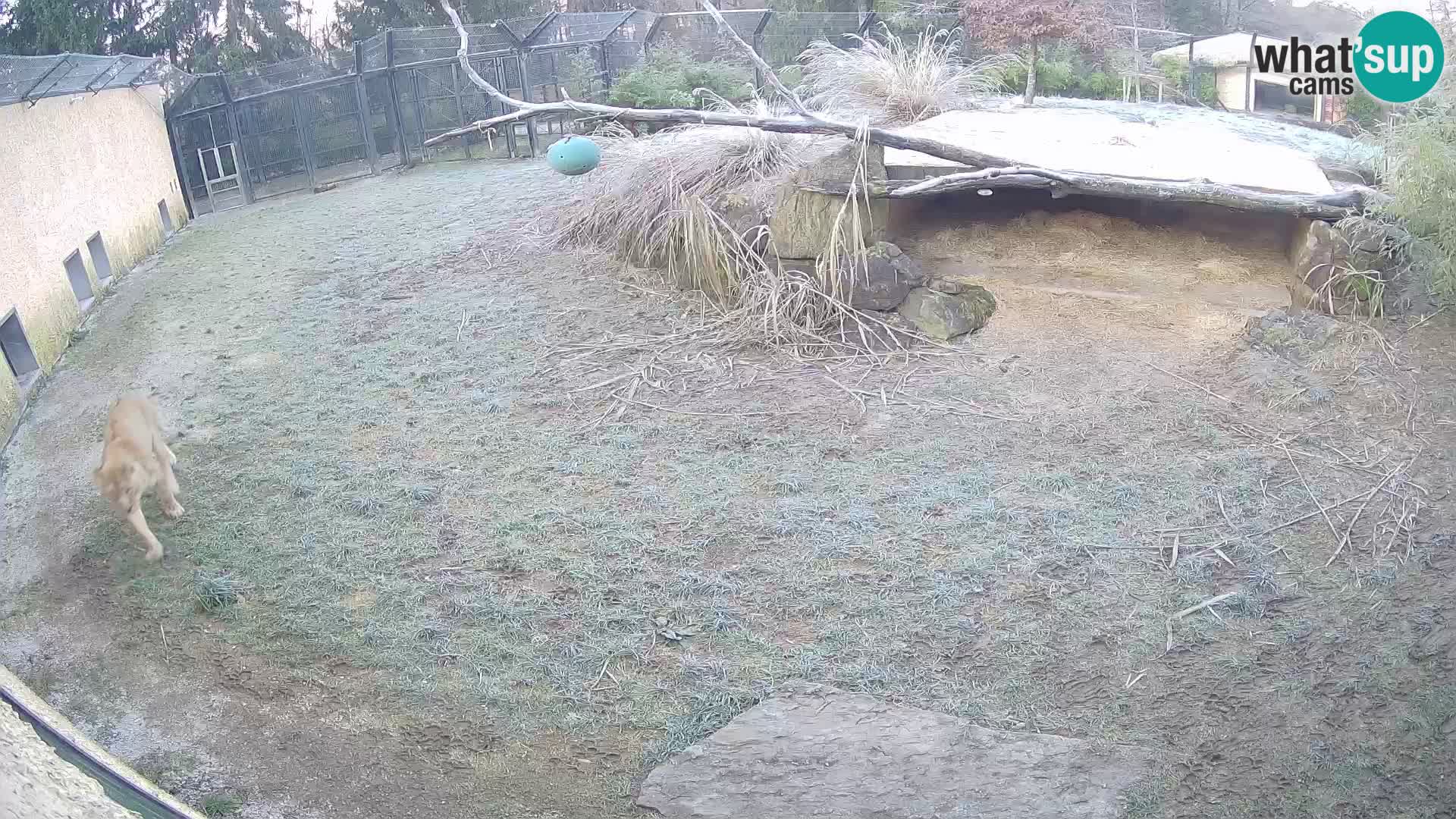 LION webcam en direct du zoo de Ljubljana – Slovénie